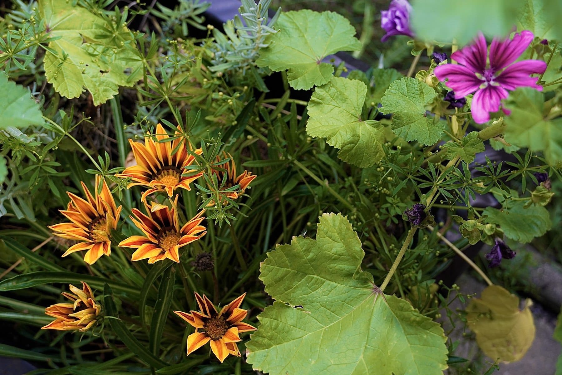 Blumen im Außengelände